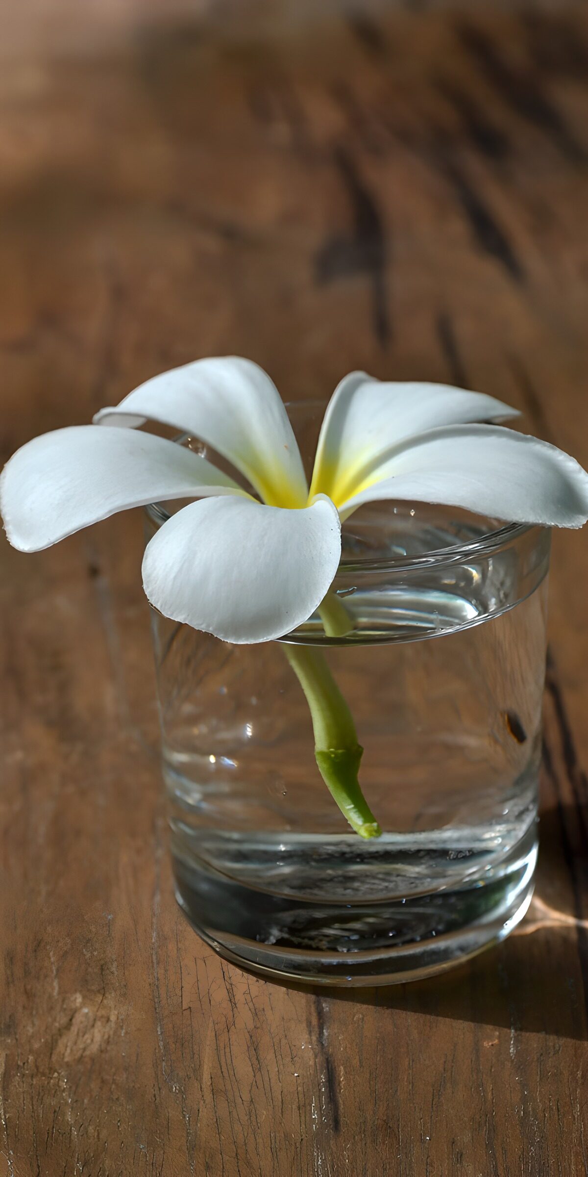 Flor blanca en un vaso al sol