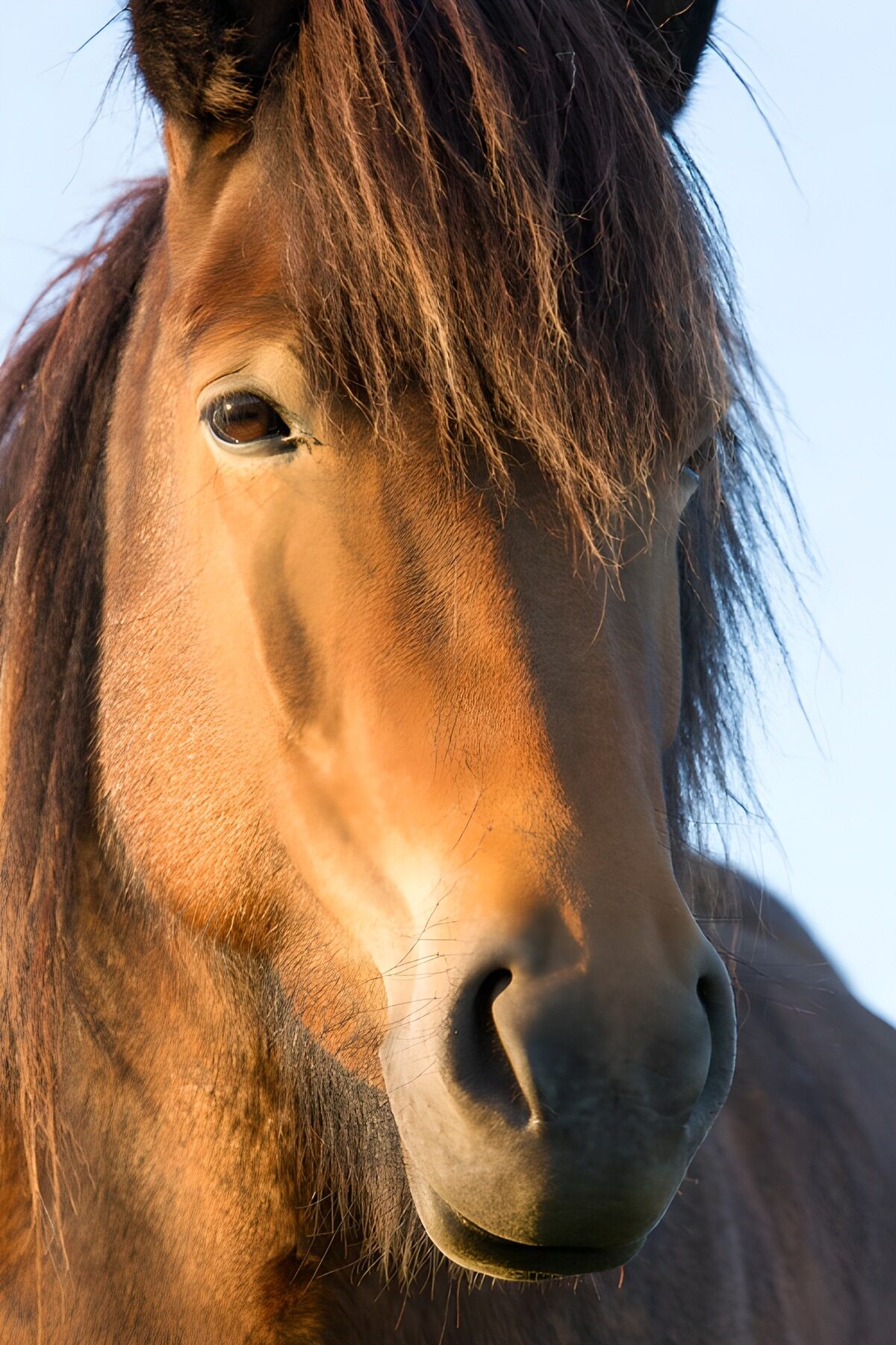 TPES41063: Retrato de un caballo marrón al sol