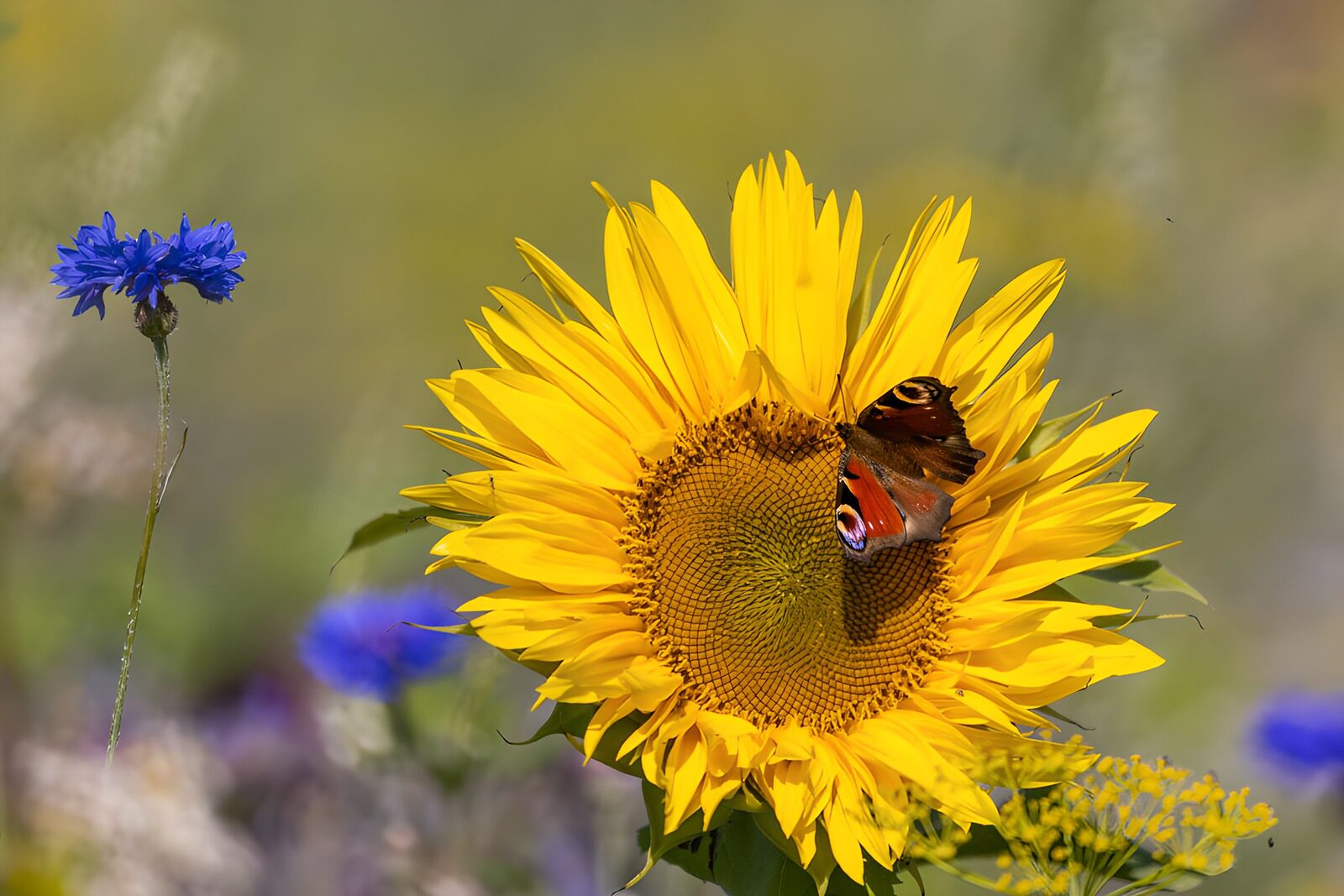 TPES64003: Girasol al sol con mariposa pavo real