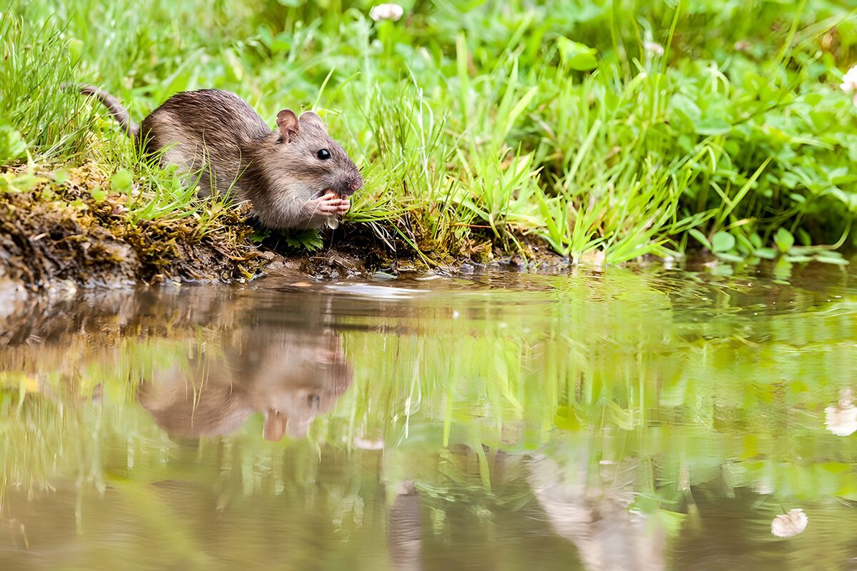 Rata entre la hierba junto al agua