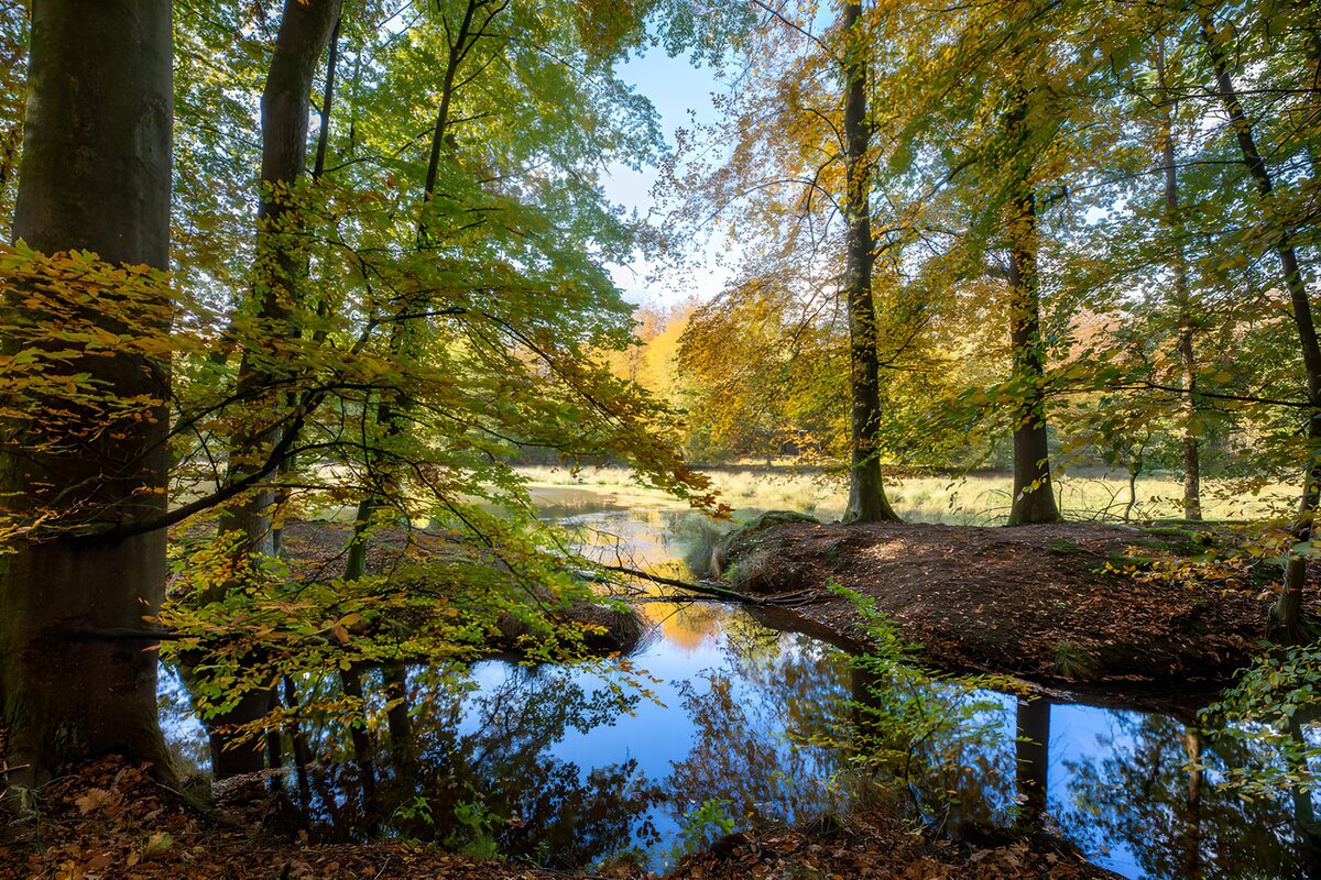 Bosque otoñal reflejado en el agua