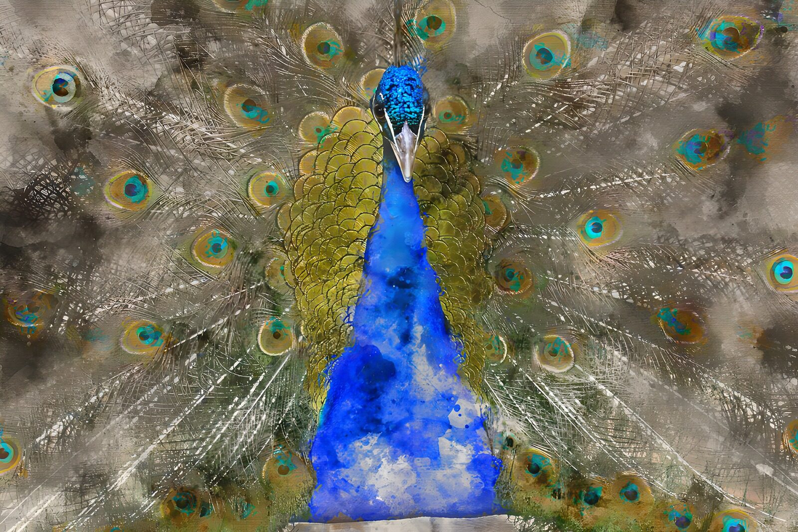 TPES33995: Pavo real azul con la cola desplegada