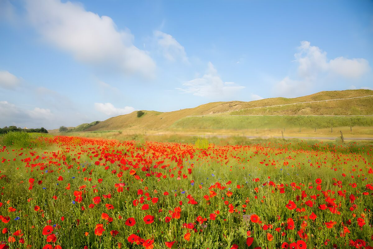 Pradera de amapolas bajo el cielo azul