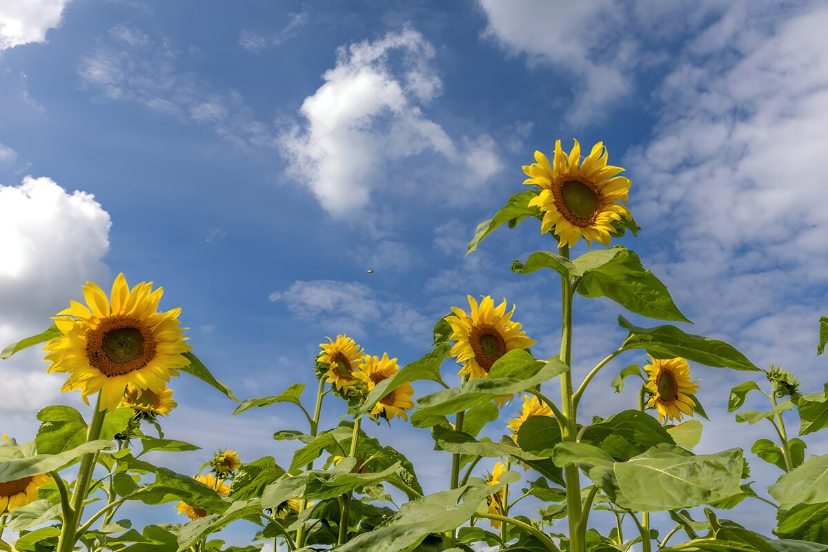 TPES82671: Girasoles que rozan las nubes