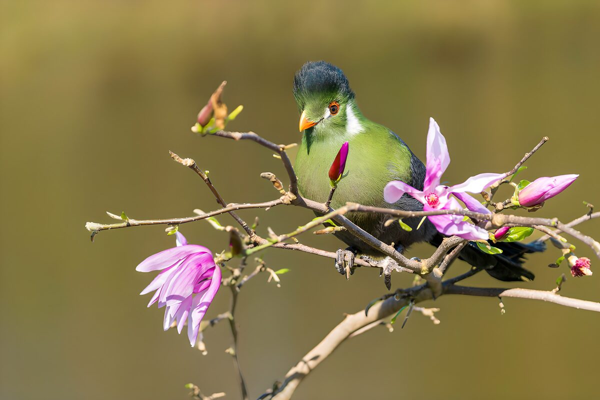 Pájaro verde entre magnolias en flor