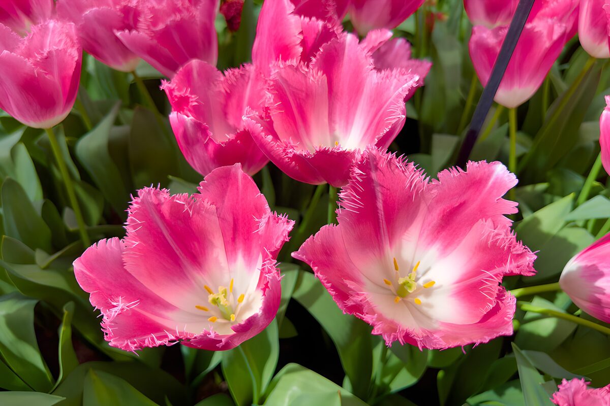 Tulipanes fucsias, versos de primavera