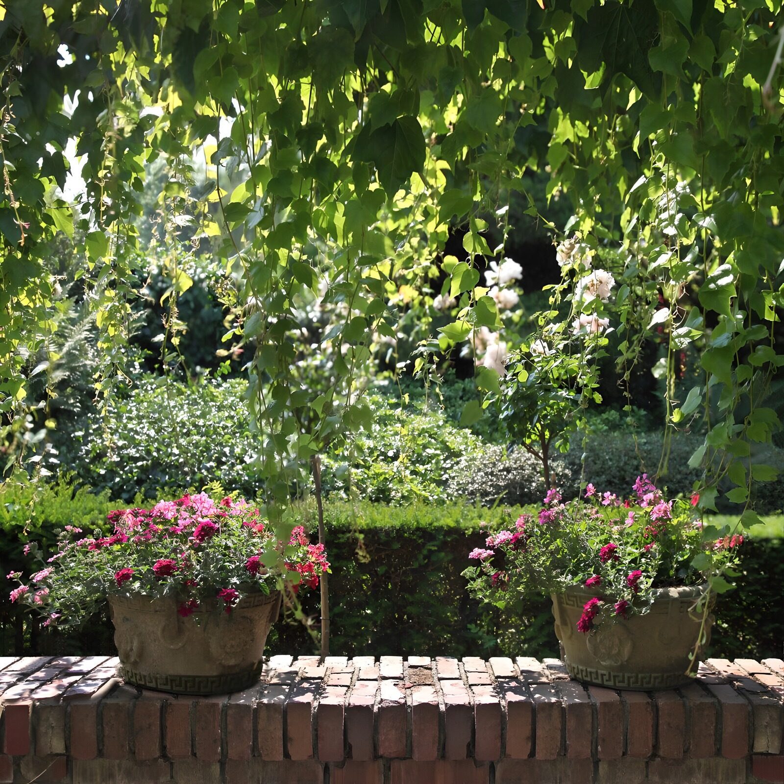 TPES24486: Dos macetas en flor al sol