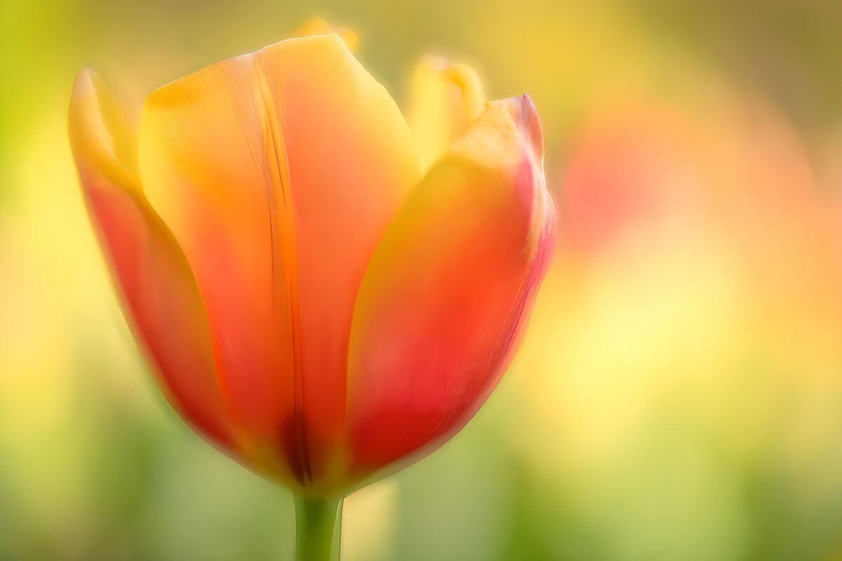 Tulipán amarillo y rosa en luz suave