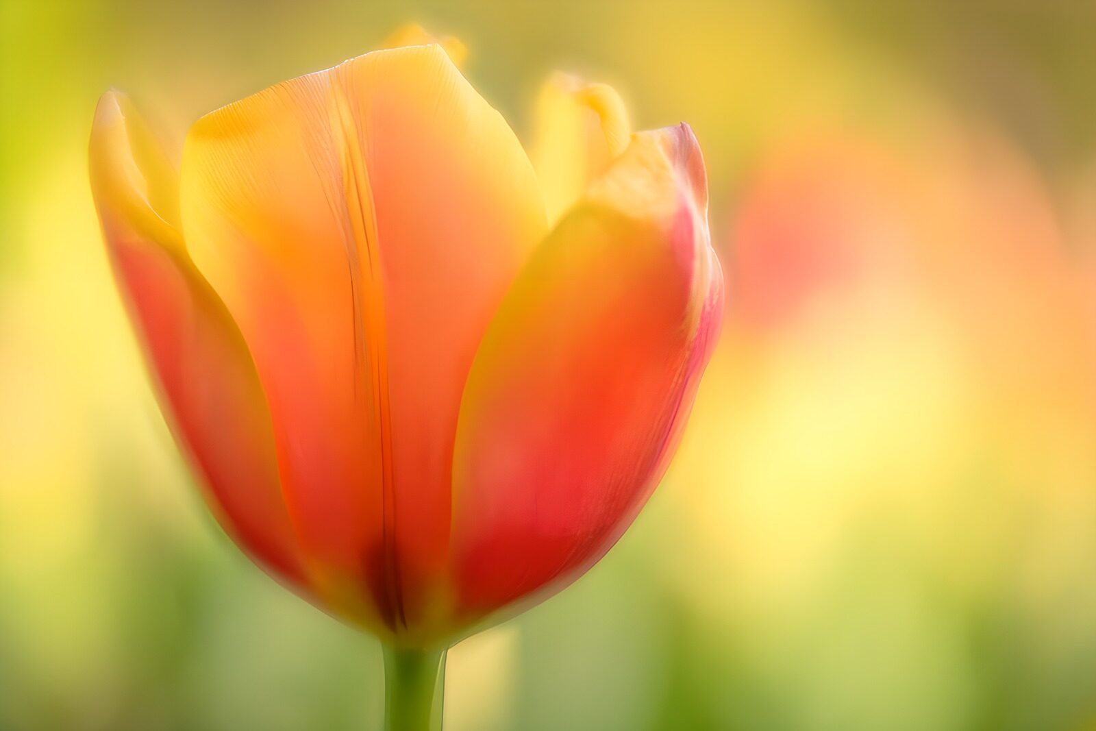TPES62990: Tulipán amarillo y rosa en luz suave