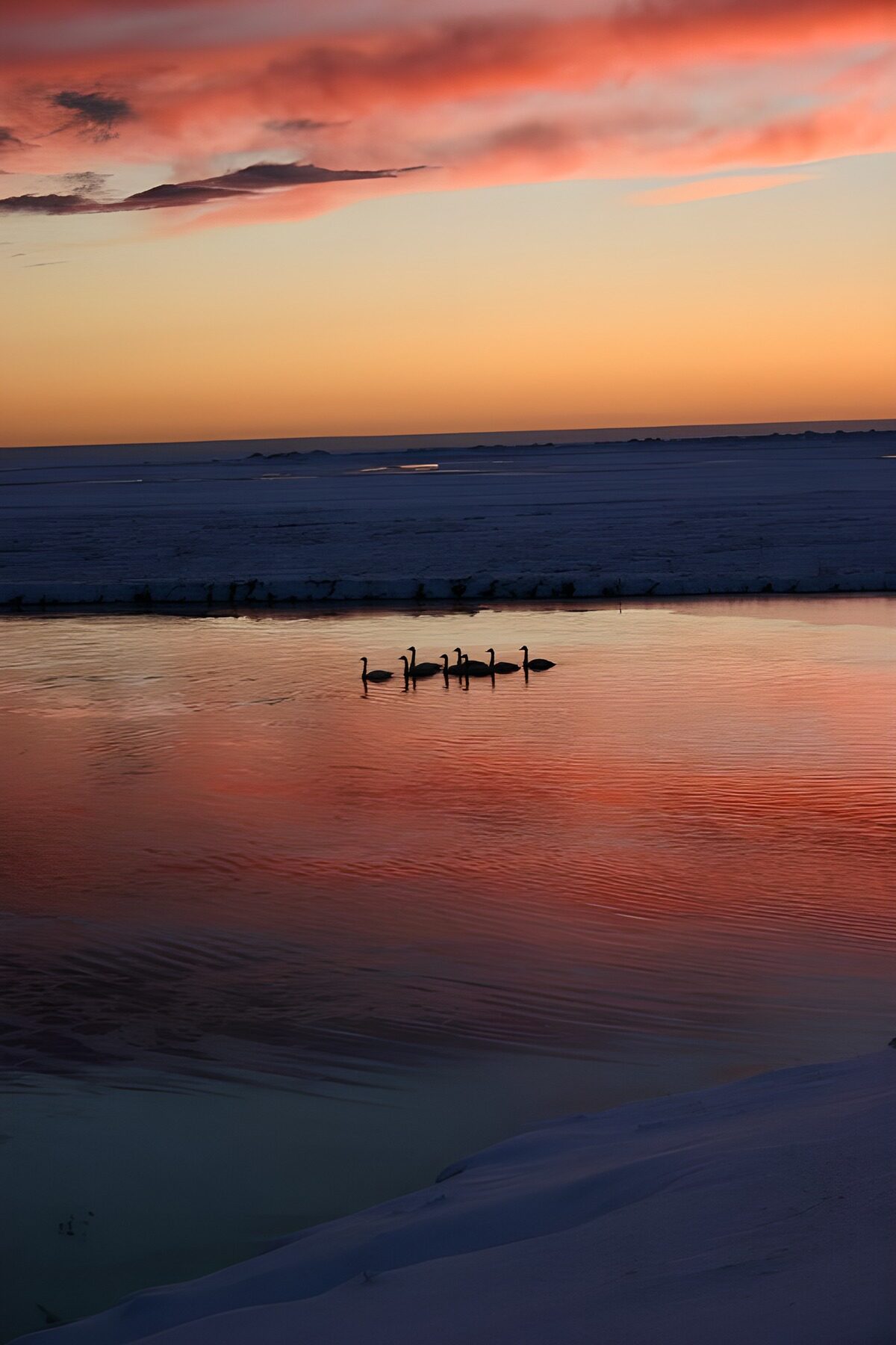 Cisnes al atardecer entre nieve y agua