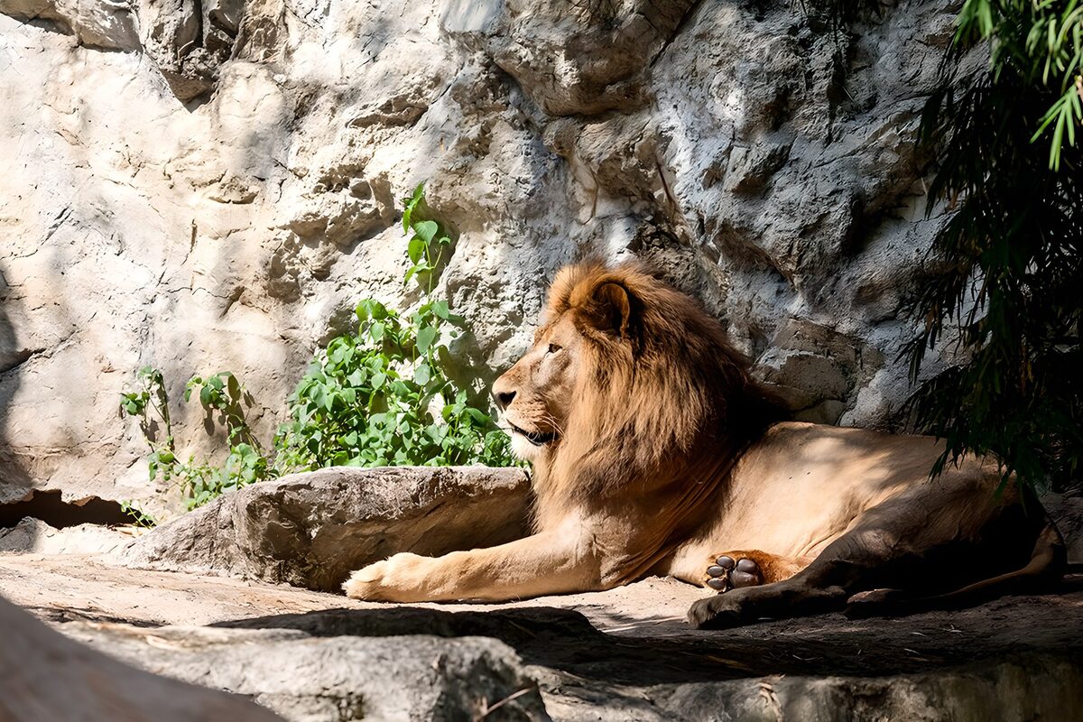 León en reposo sobre las rocas