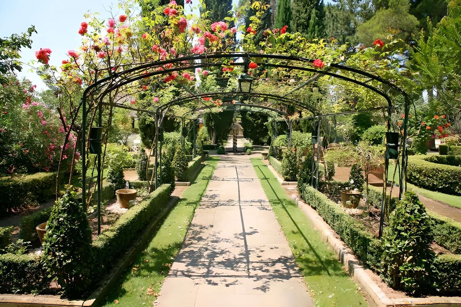 TPES41360: Arcos de rosas en un jardín soleado
