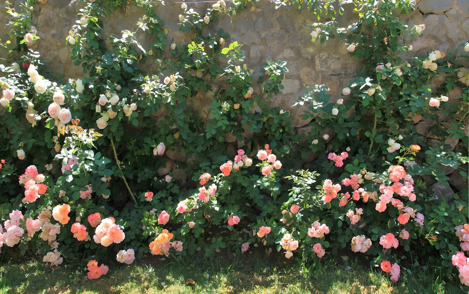 TPES96049: Rosas de colores sobre un muro al sol