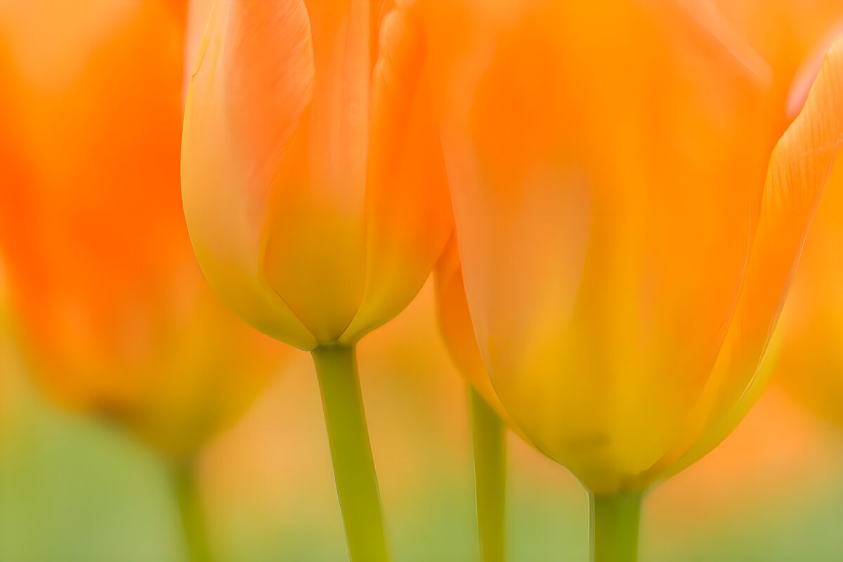 Tulipanes naranjas y amarillos, luz suave