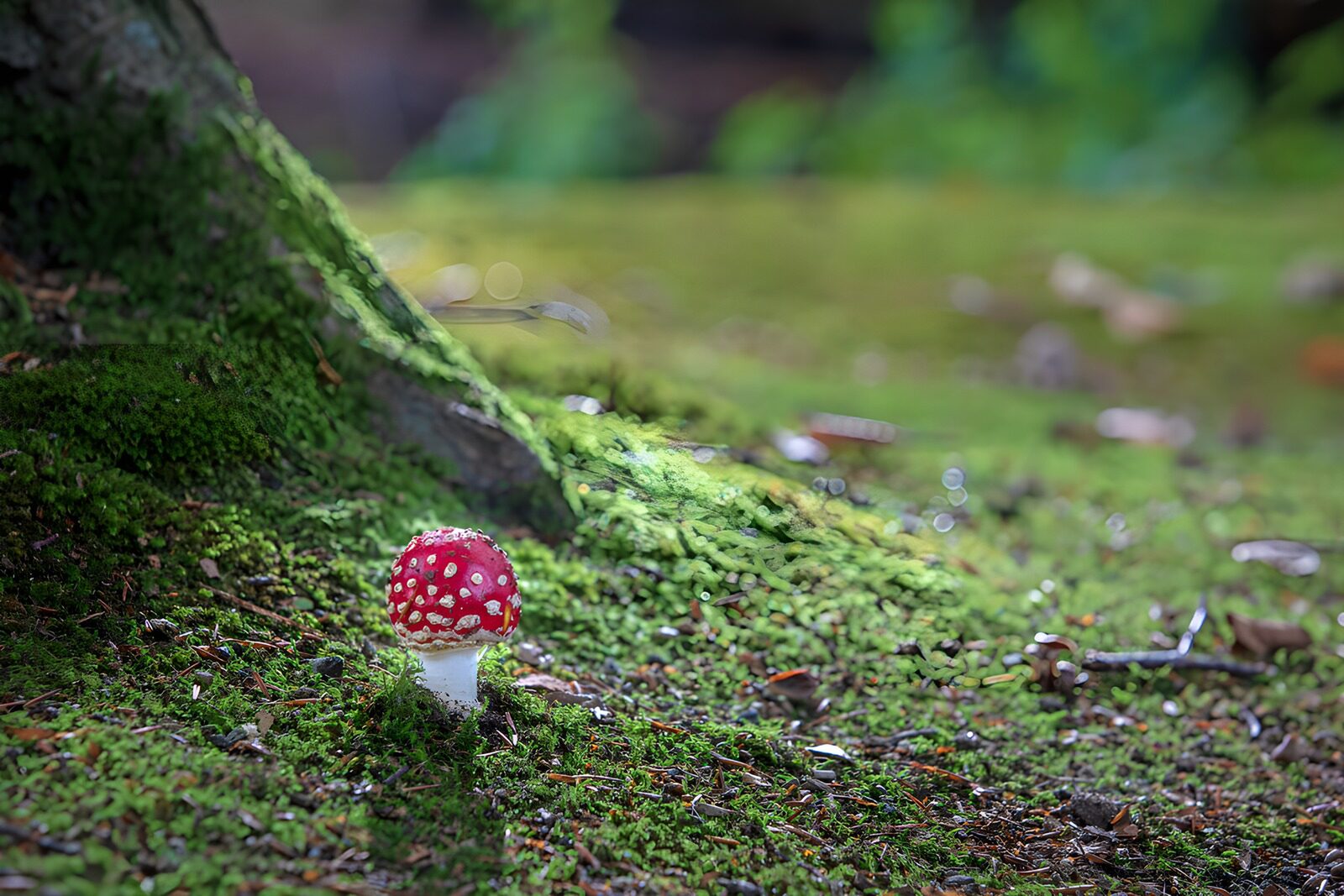 TPES33456: Amanita roja entre el musgo