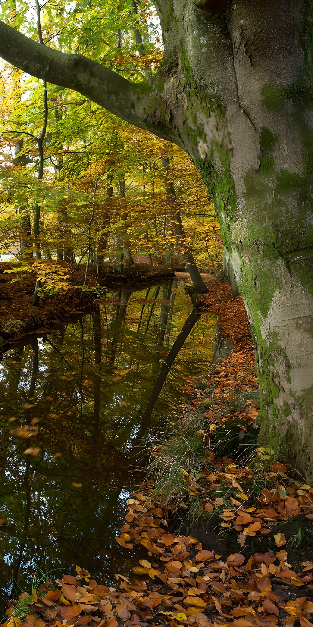 TPES62490: Bosque otoñal junto al agua en calma
