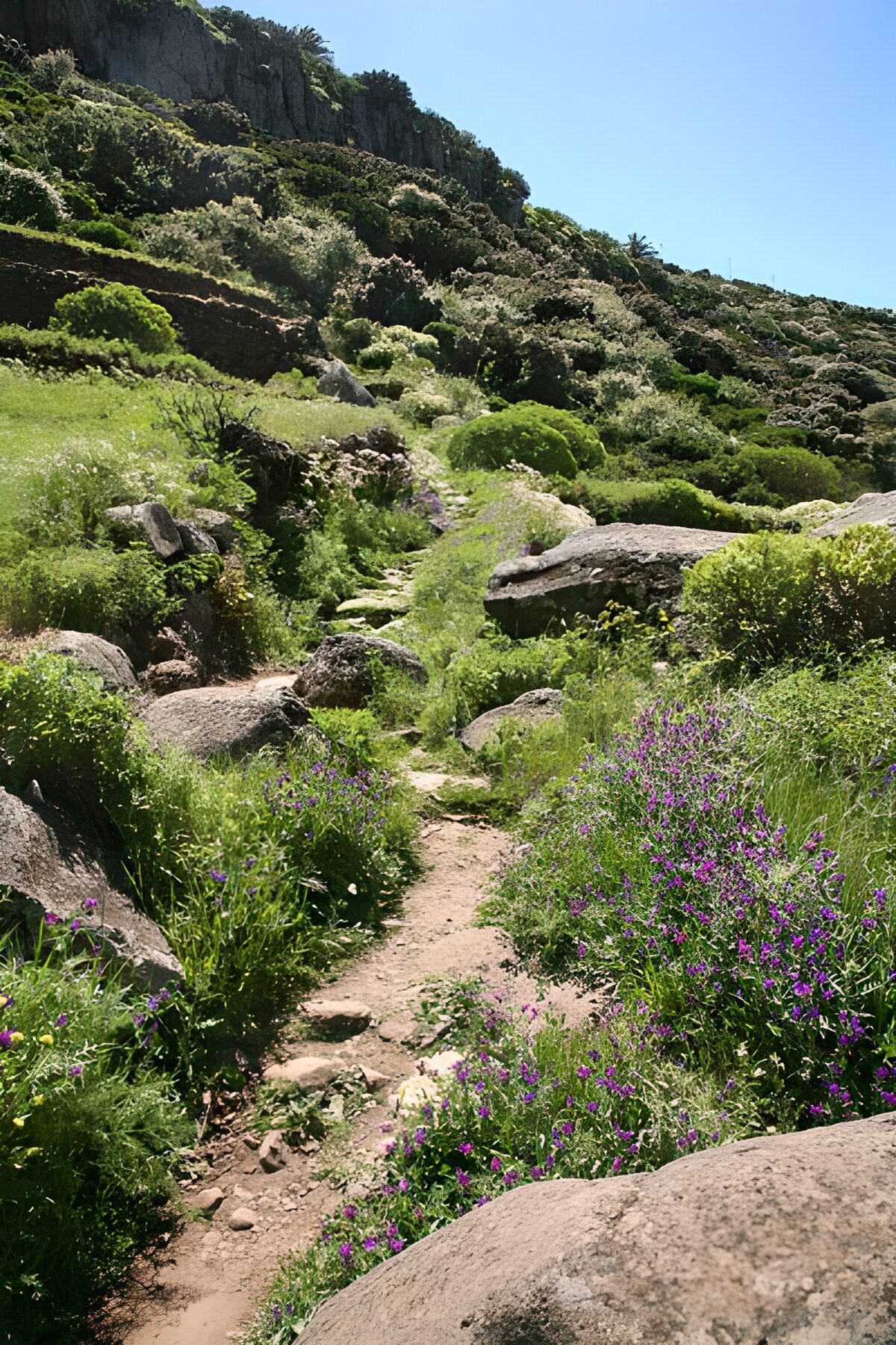 TPES52098: Sendero entre rocas y flores al sol
