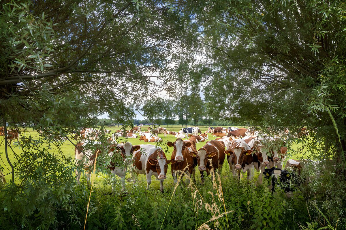 Vacas entre la hierba y los árboles