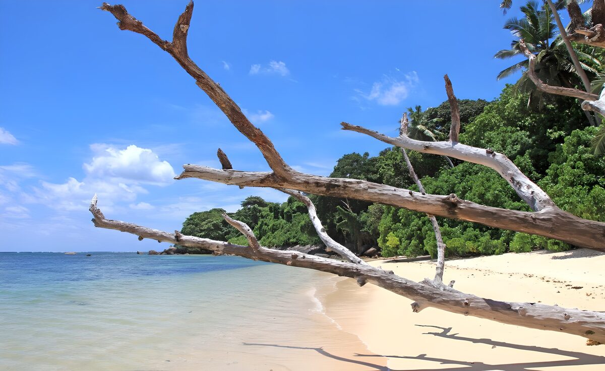 TPES19093: Playa tropical con ramas y palmeras