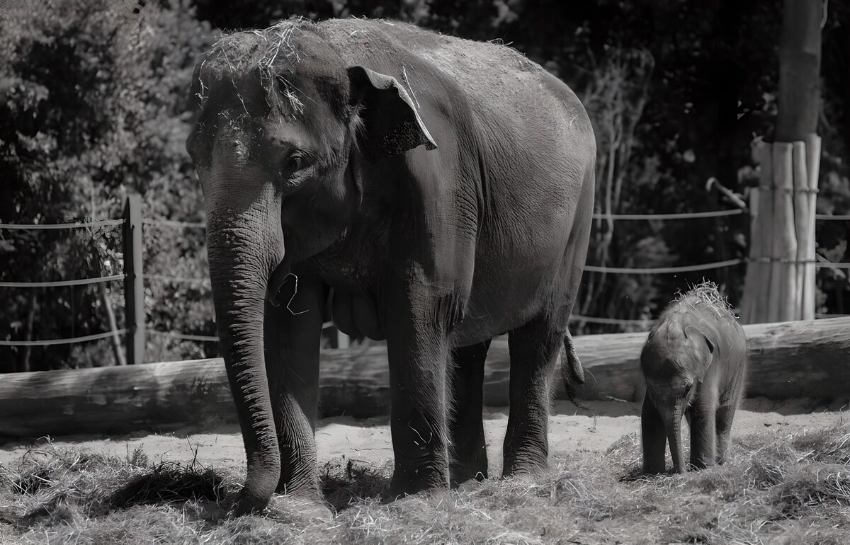 Elefante y cría en blanco y negro