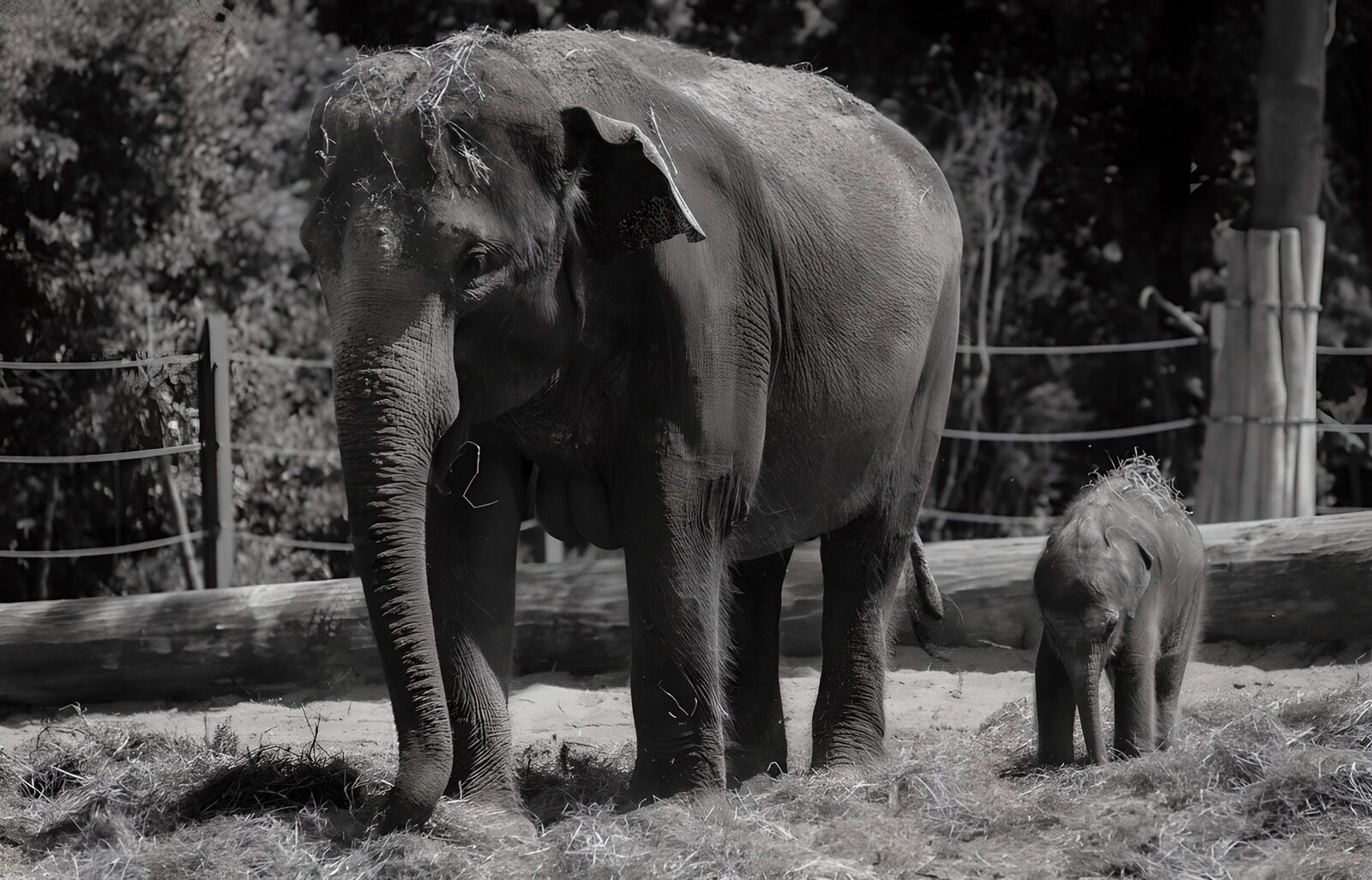 TPES52106: Elefante y cría en blanco y negro