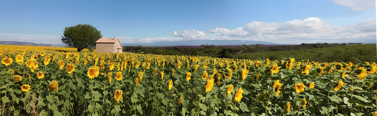 Campo de girasoles bajo un cielo azul