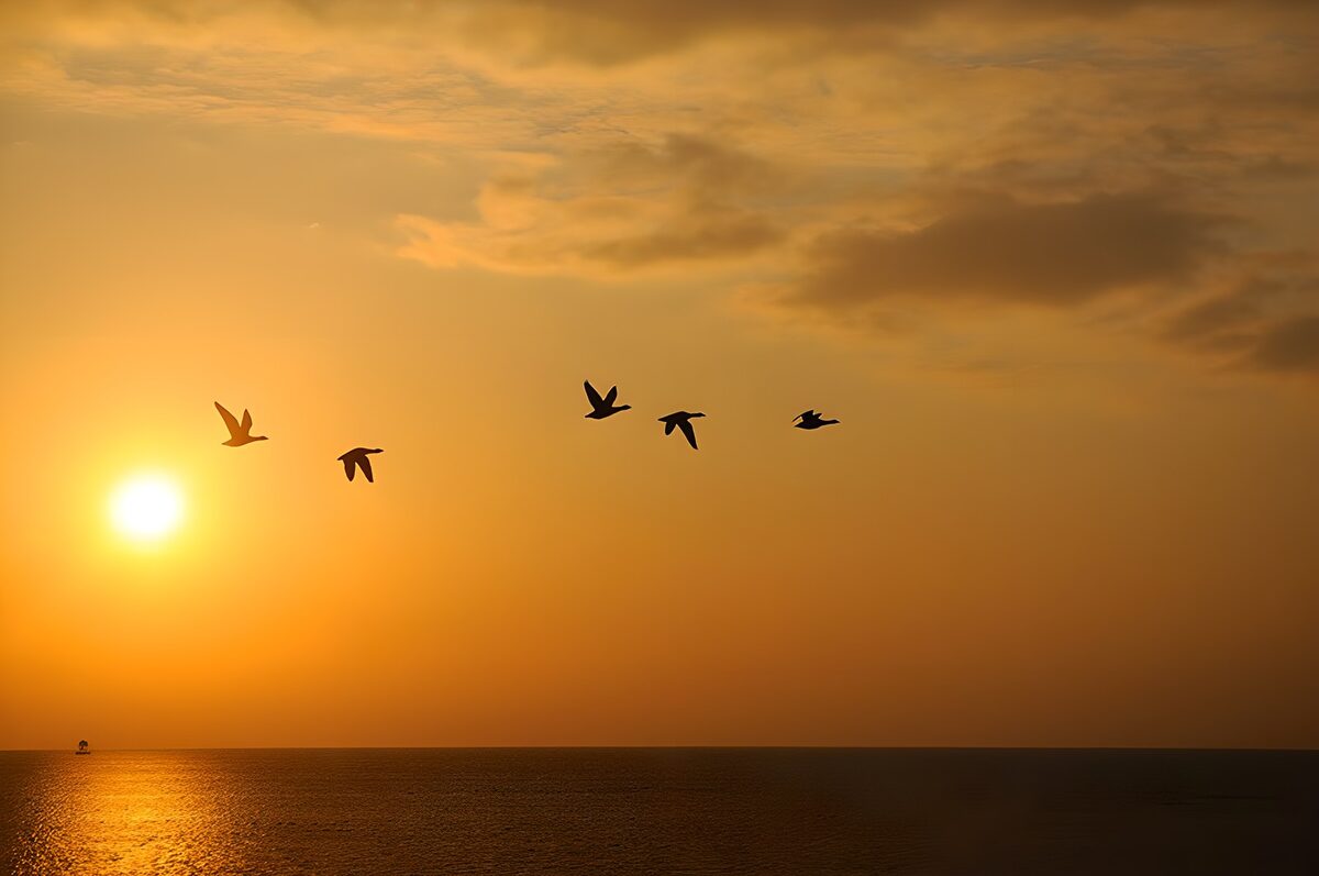 Aves sobre el mar al atardecer