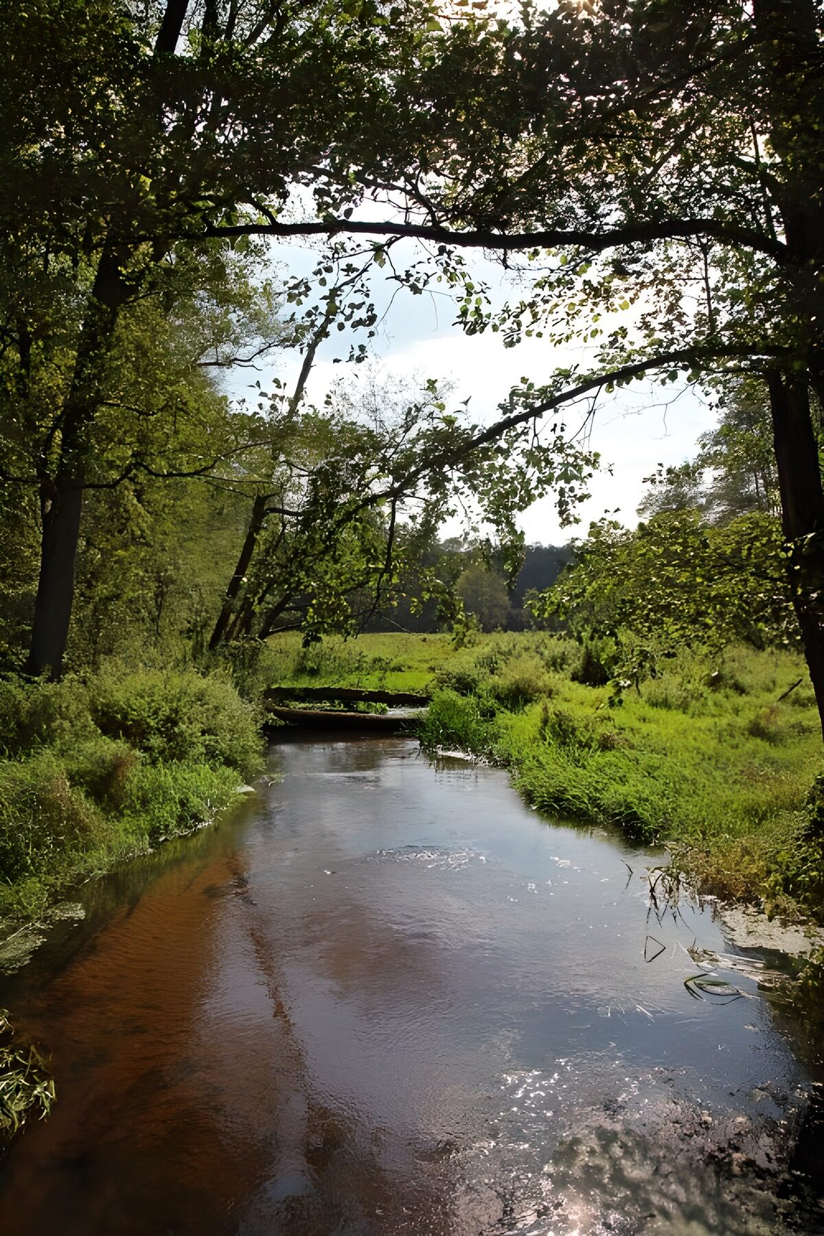 TPES63144: Arroyo entre orillas verdes y sombra