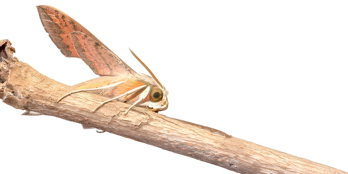 Polilla en reposo sobre una rama seca