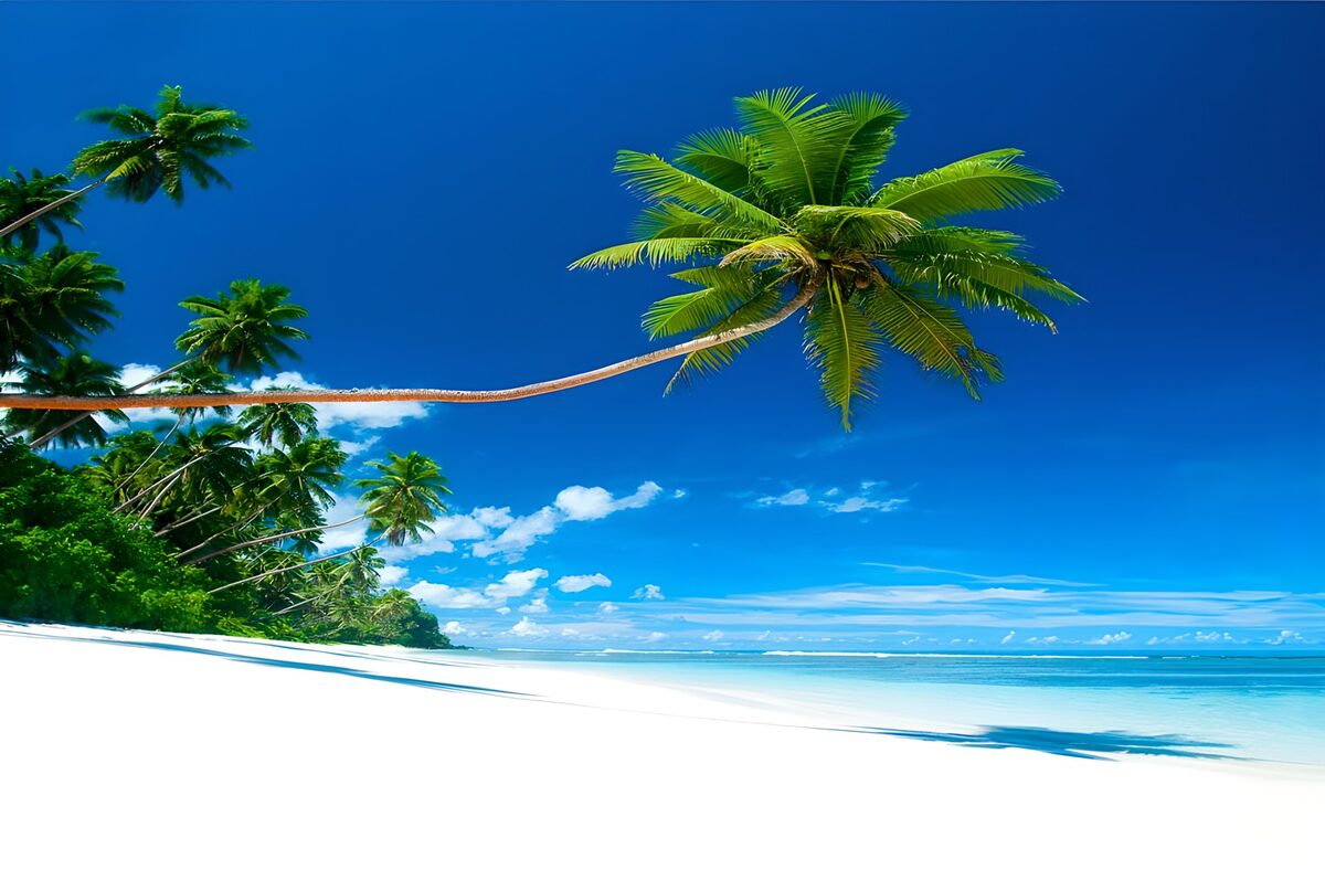 TPES29188: Palmera curva sobre una playa turquesa