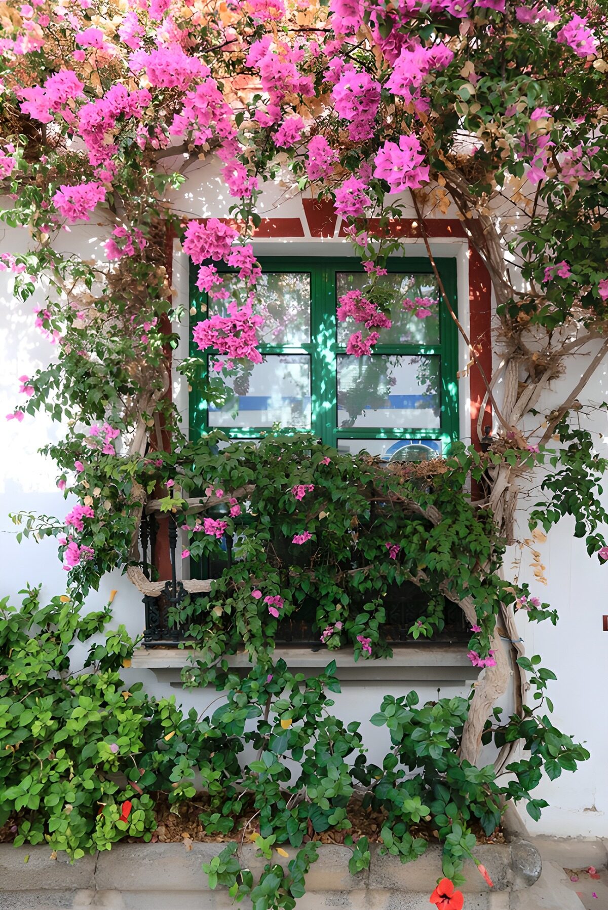 Buganvilla rosa en una ventana al sol