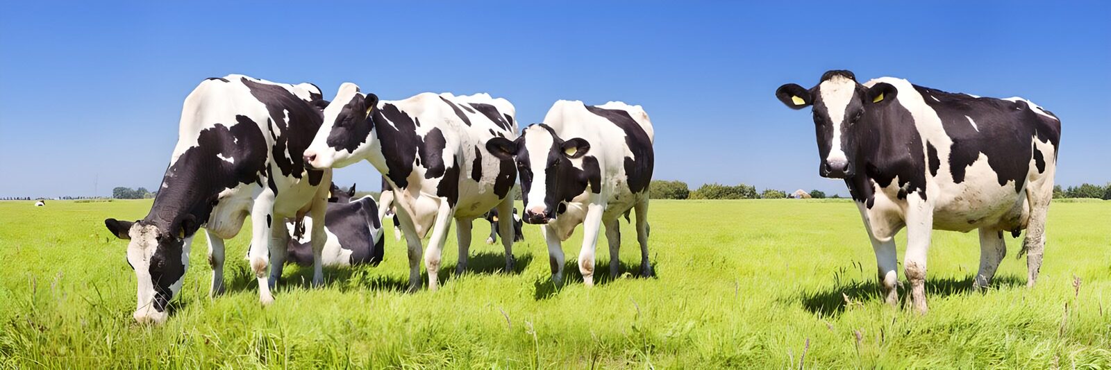 TPES76696: Cinco vacas en un prado soleado