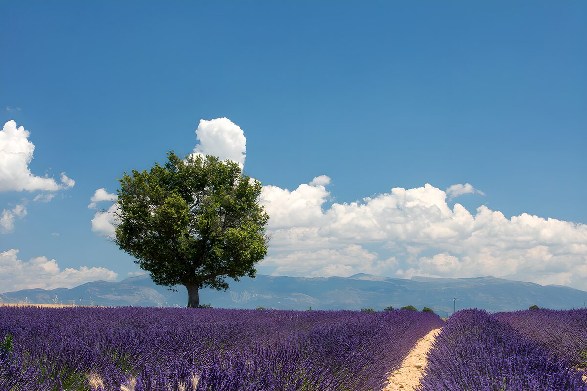 Campo de lavanda bajo el sol de verano