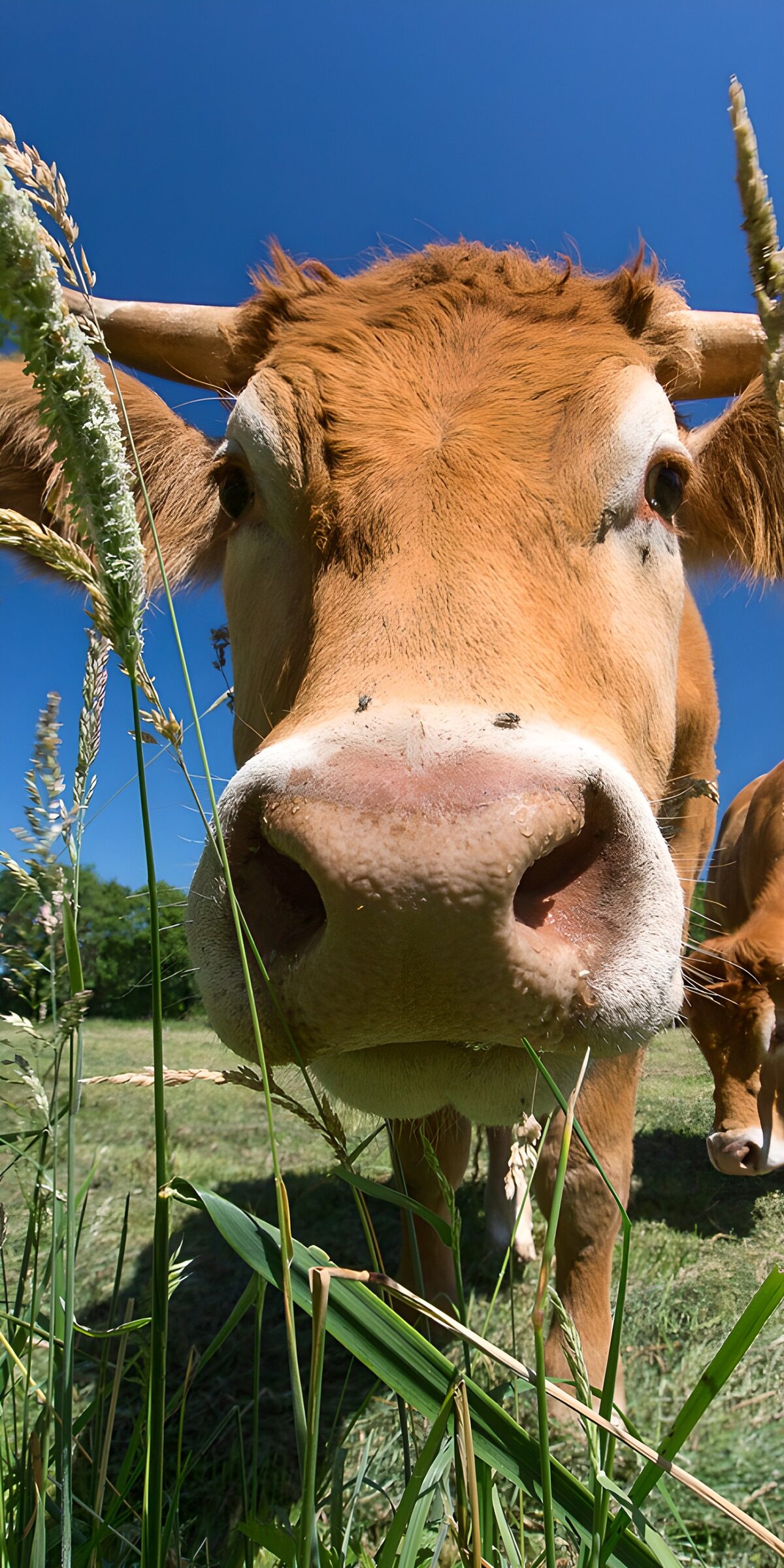 TPES99392: Vaca con cuernos, curiosa entre la hierba