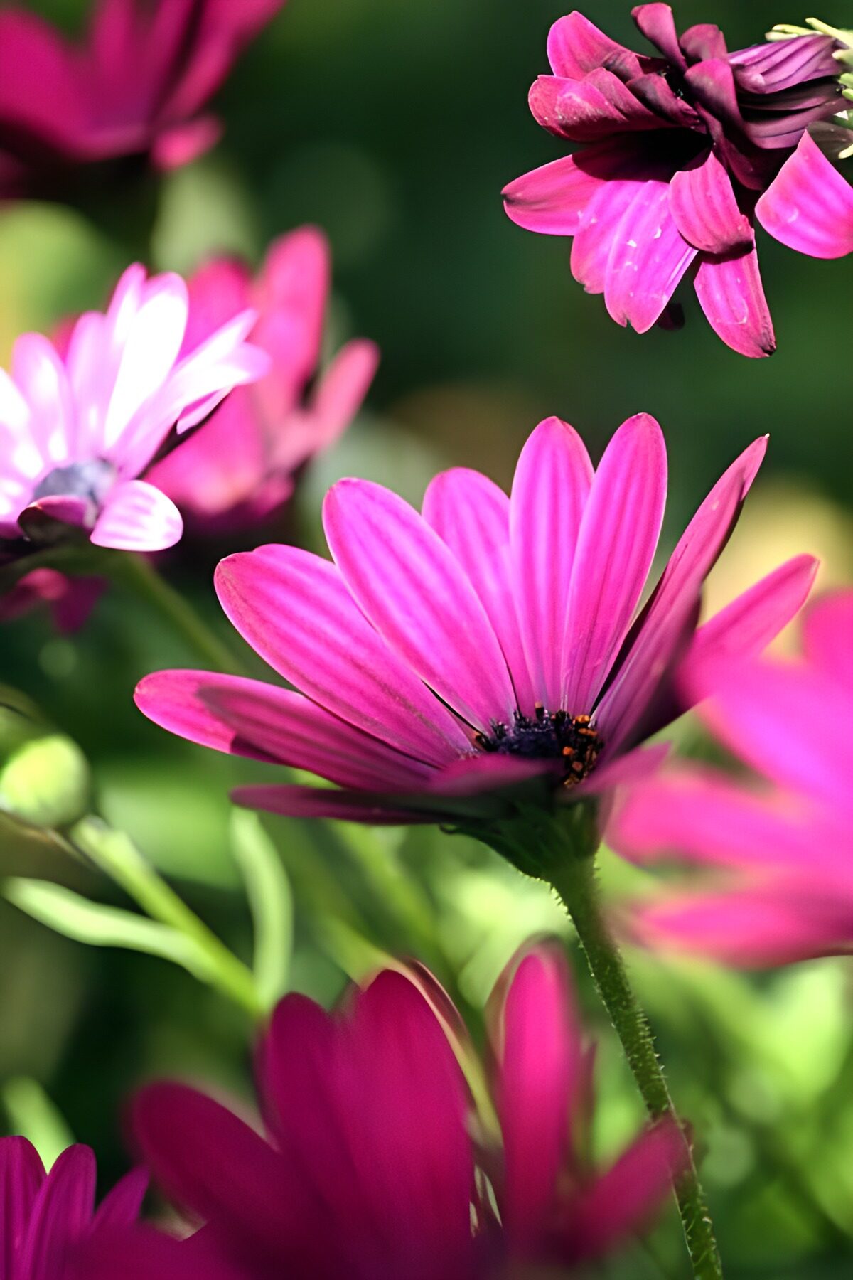 TPES58701: Margaritas rosas a pleno sol