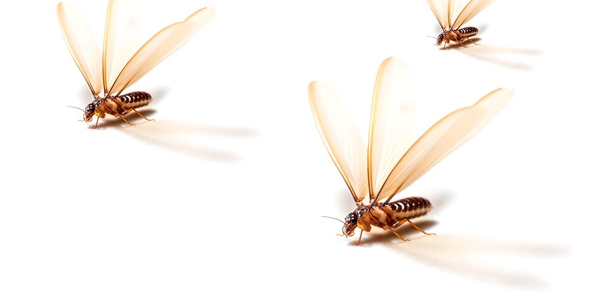 Tres insectos alados en tonos ámbar