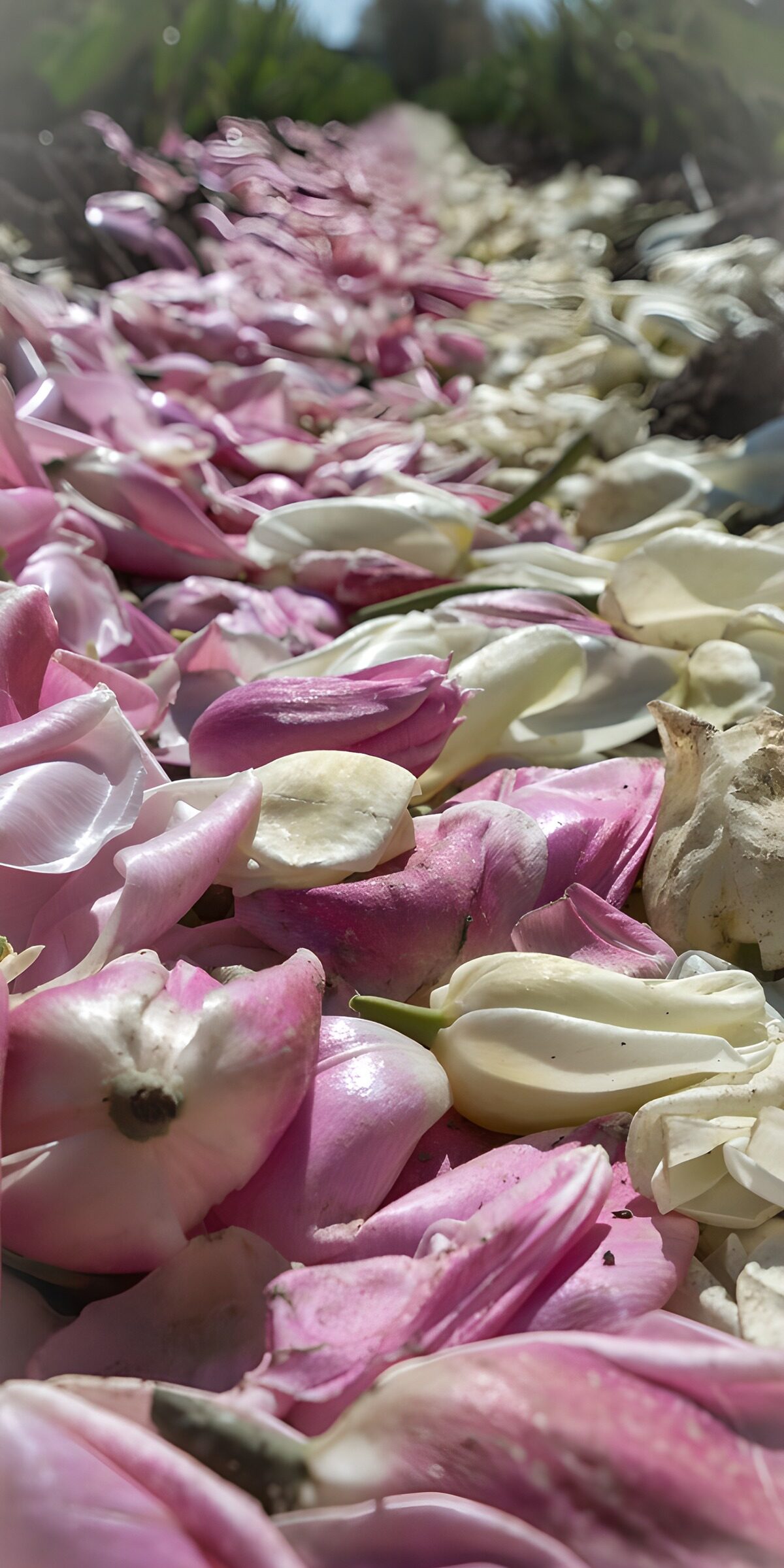 TPES70630: Manto de pétalos de tulipán rosas y blancos