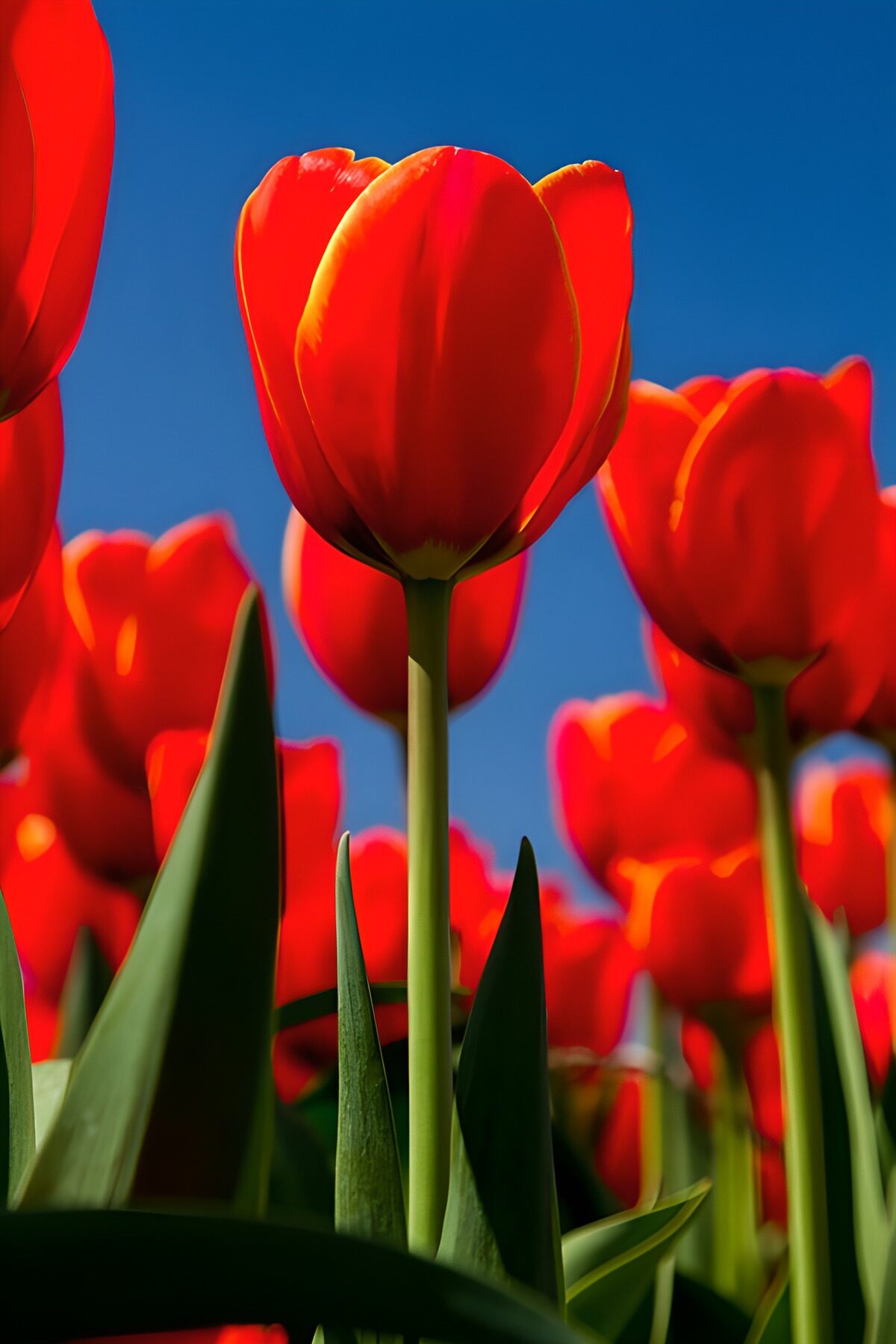 TPES48409: Tulipanes rojos que rozan el cielo