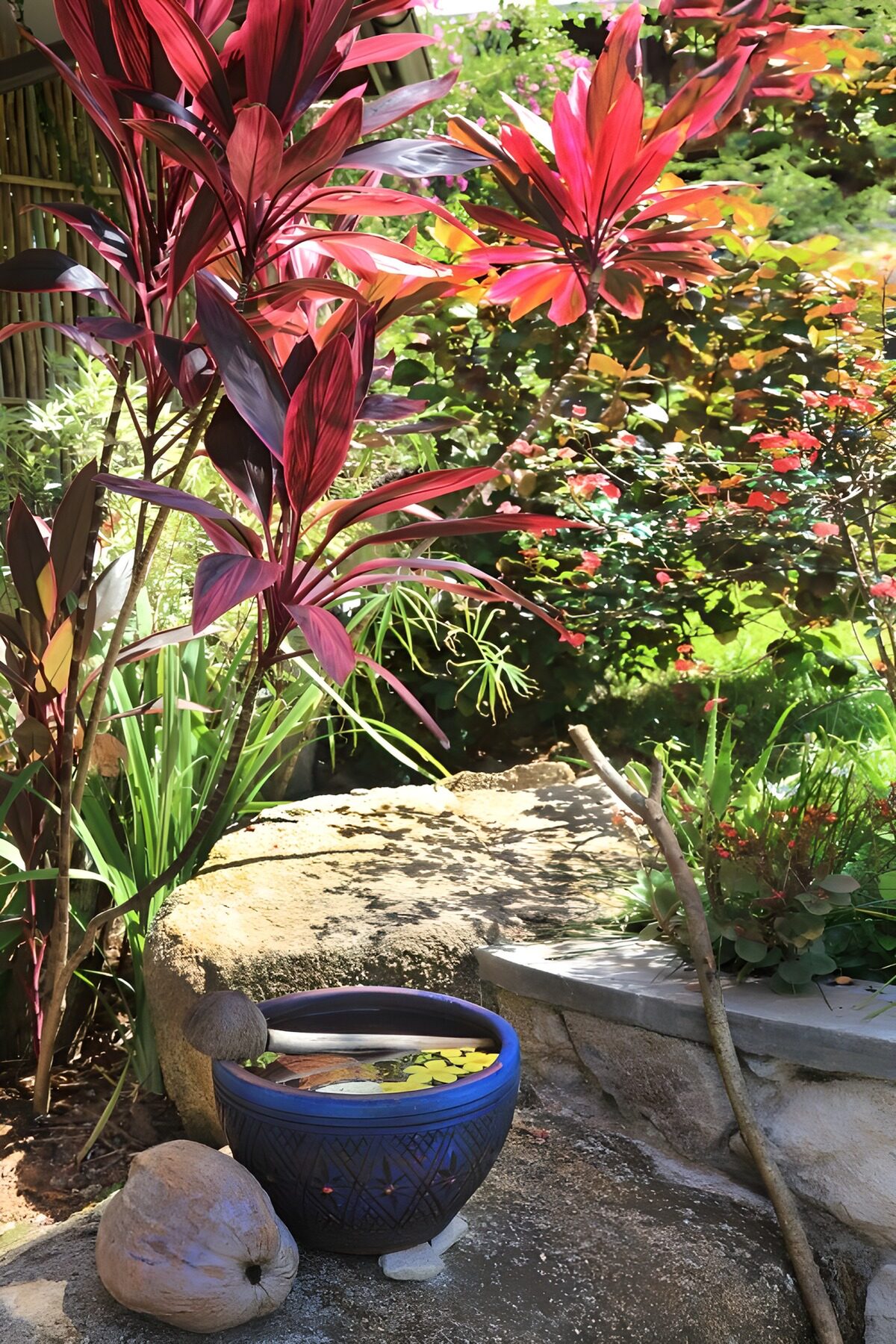 TPES25012: Hojas rojas y un cuenco azul al sol