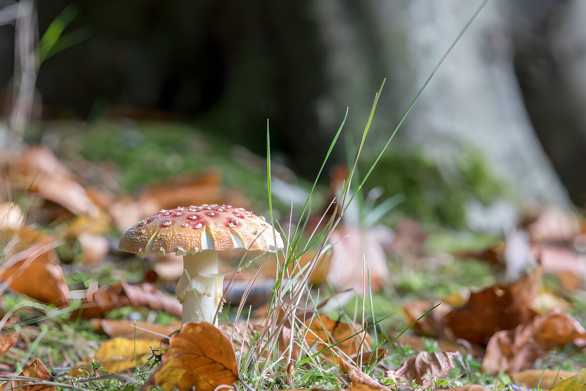 Seta roja, pequeña brasa del bosque