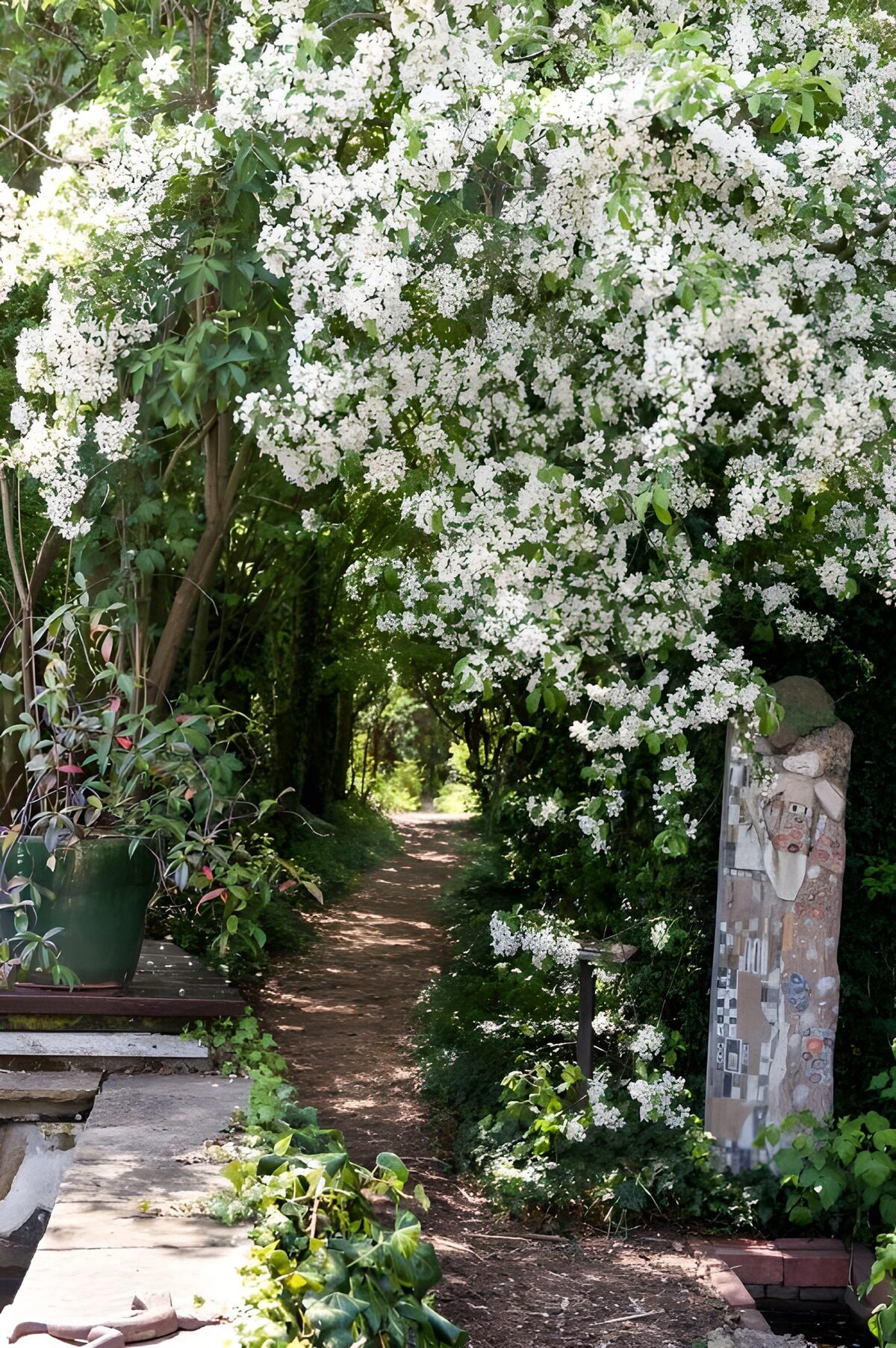 Sendero bajo un dosel de flores blancas