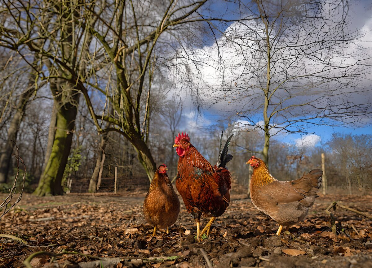 Gallo rojizo entre dos gallinas