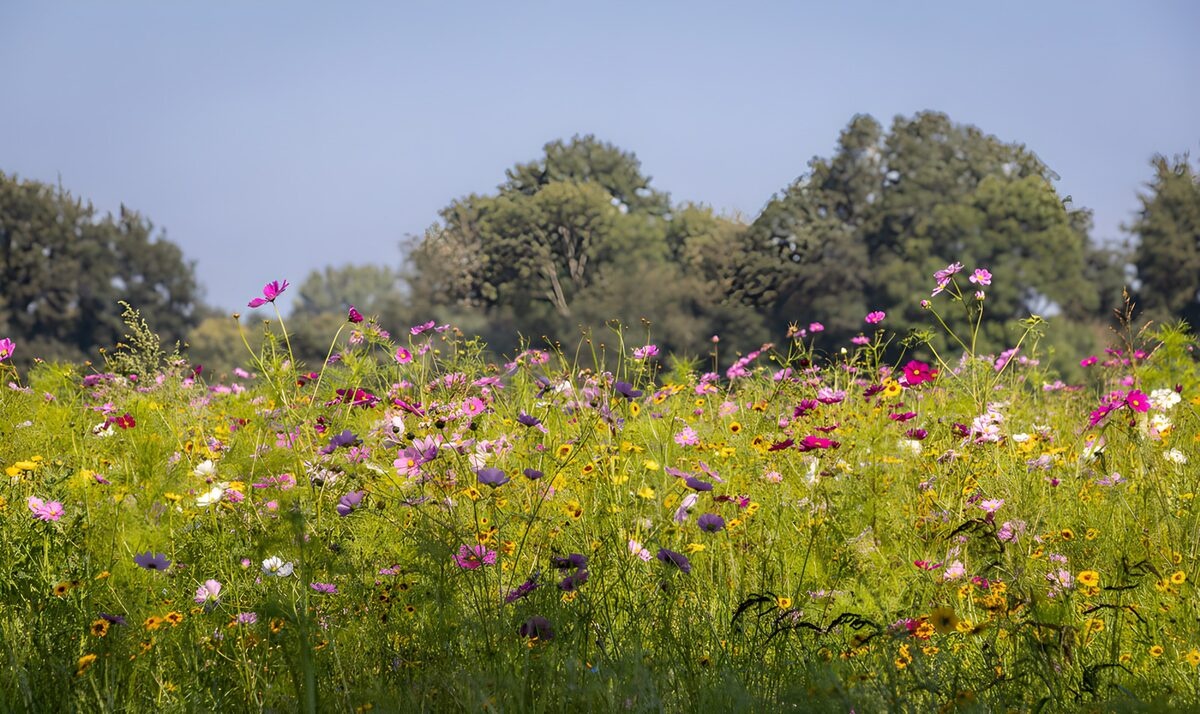 Prado de flores rosas y amarillas