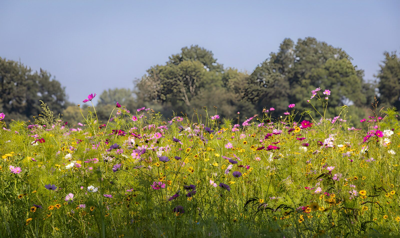 TPES10540: Prado de flores rosas y amarillas