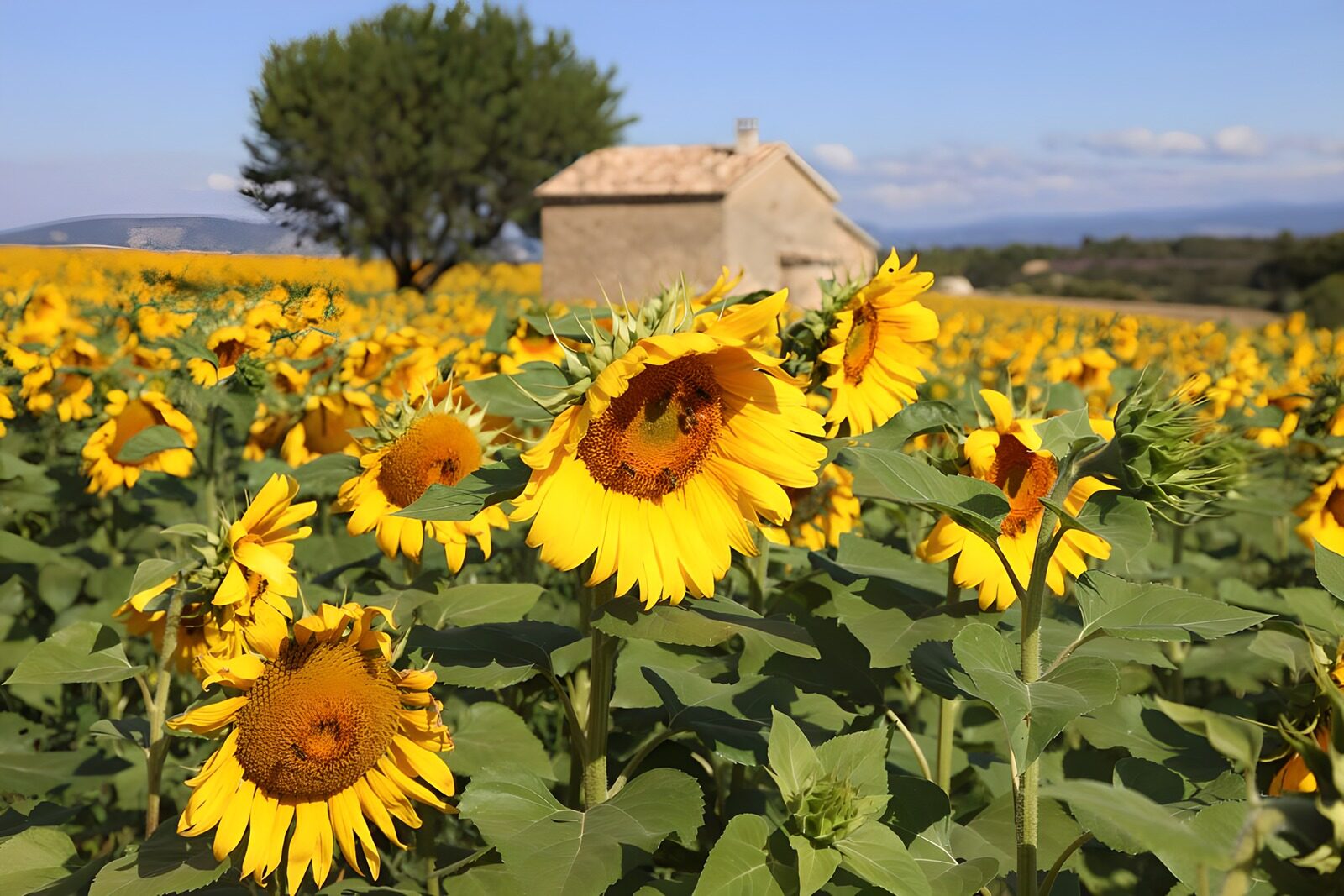 TPES81254: Girasoles con el verano a cuestas