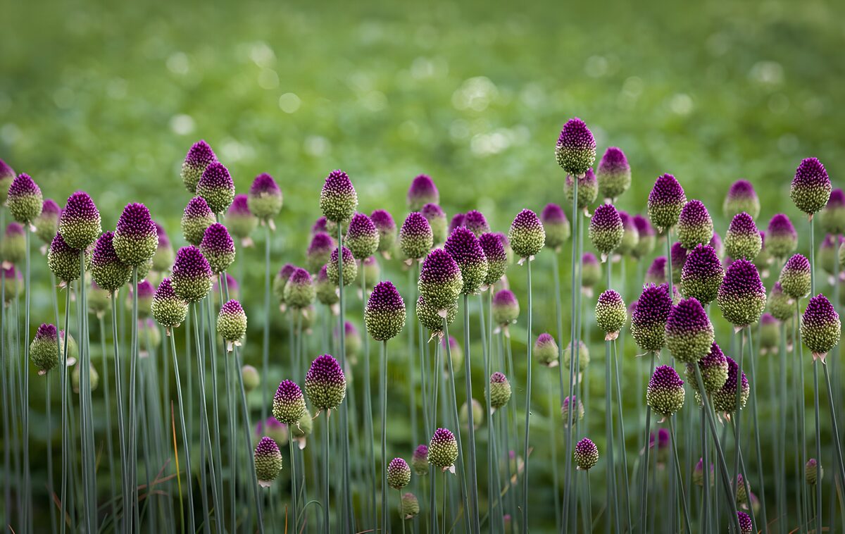 Ajos ornamentales en morado y verde