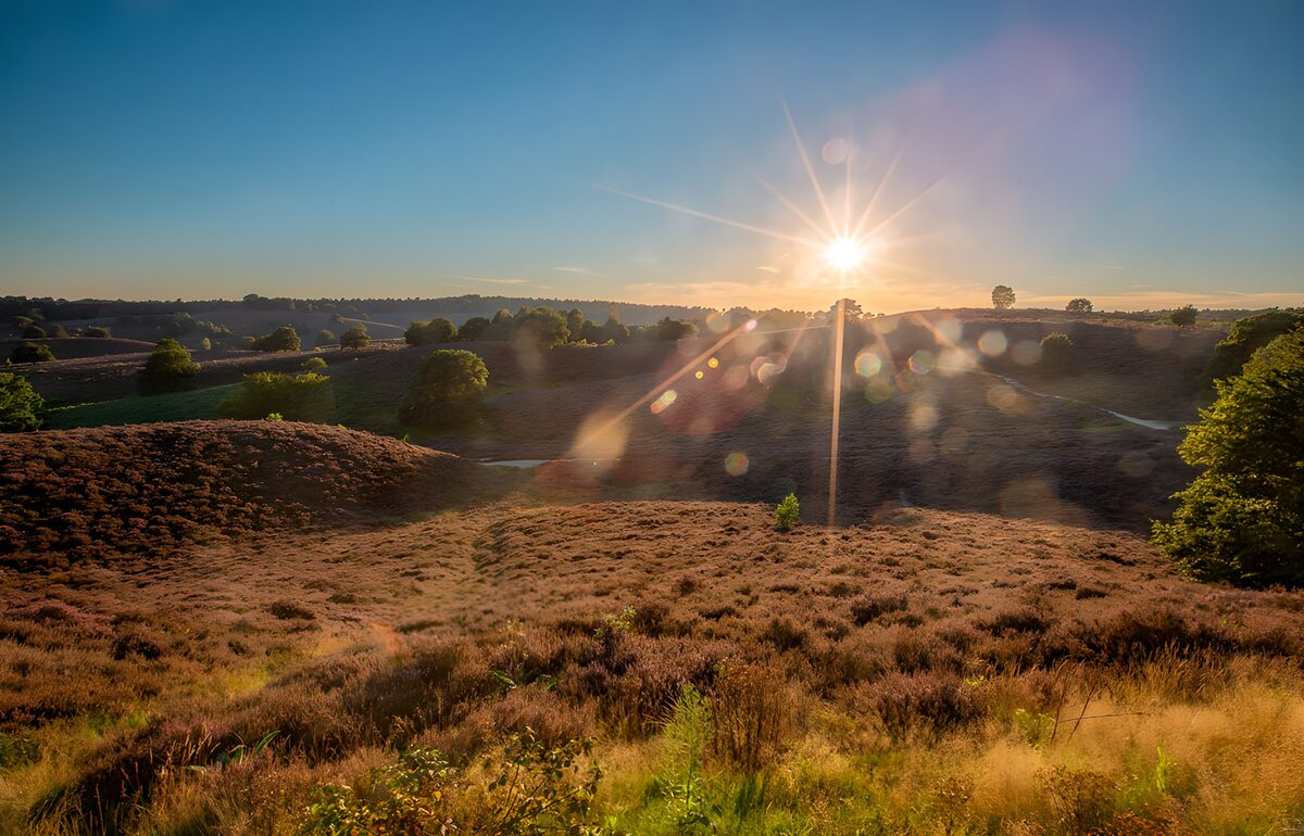 Colinas de brezo bajo un sol dorado