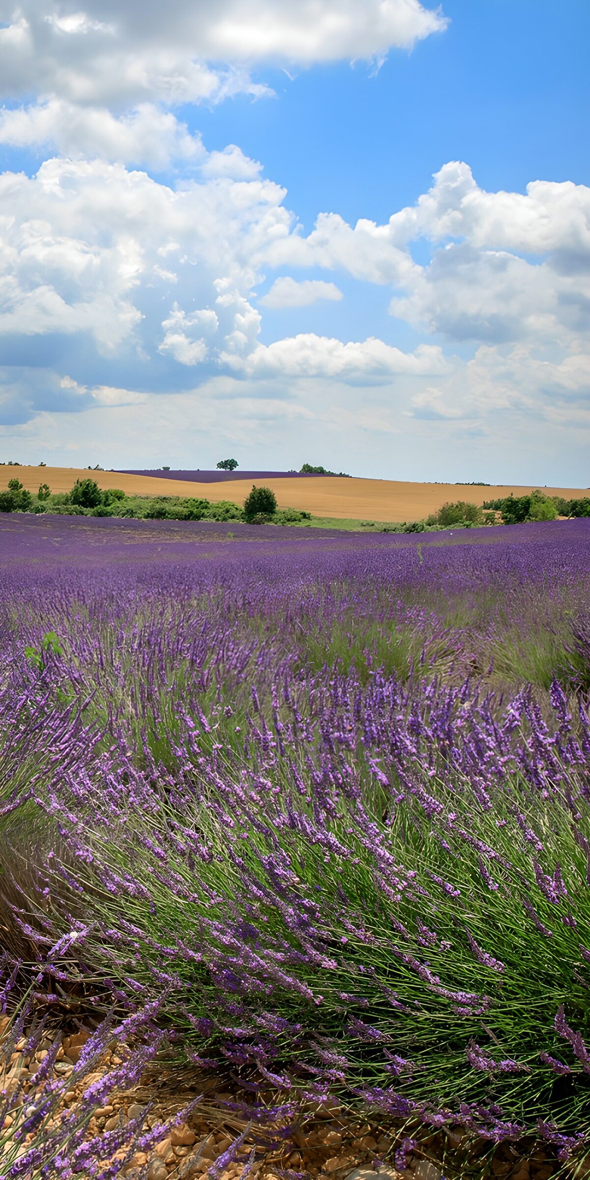 TPES74869: Un mar de lavanda a la sombra de las nubes