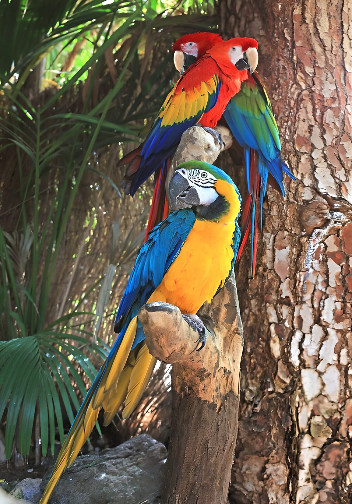 Tres guacamayos entre ramas y palmeras