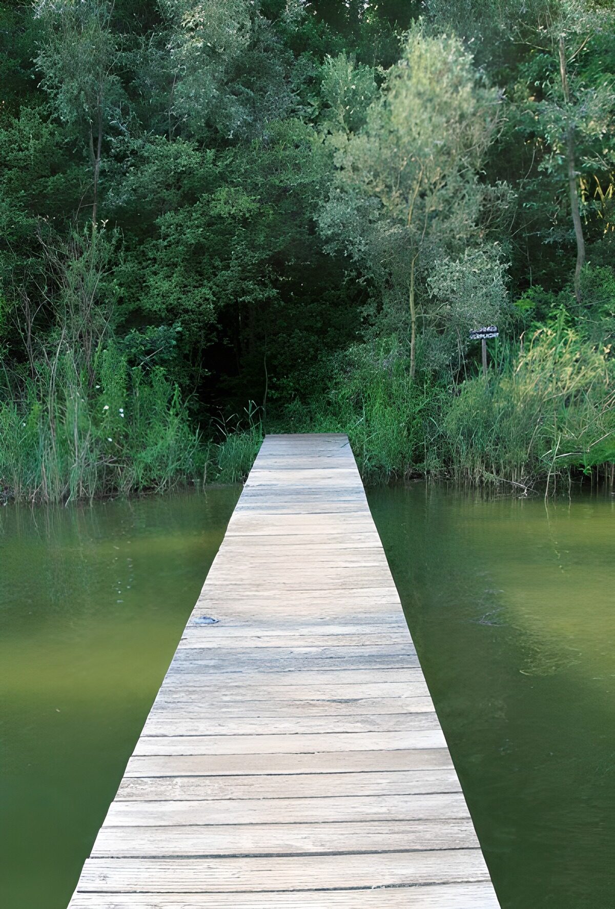 Pasarela de madera sobre aguas verdes